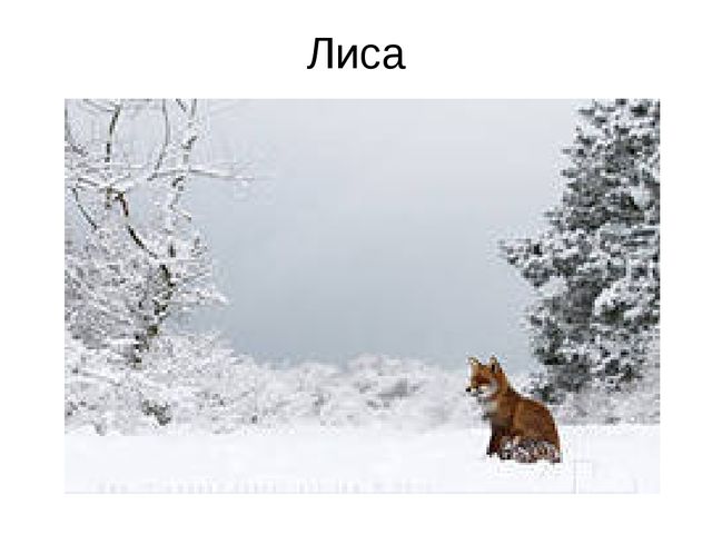 Презентация "Путешествие в лесу"