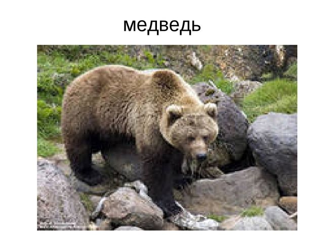 Презентация "Путешествие в лесу"