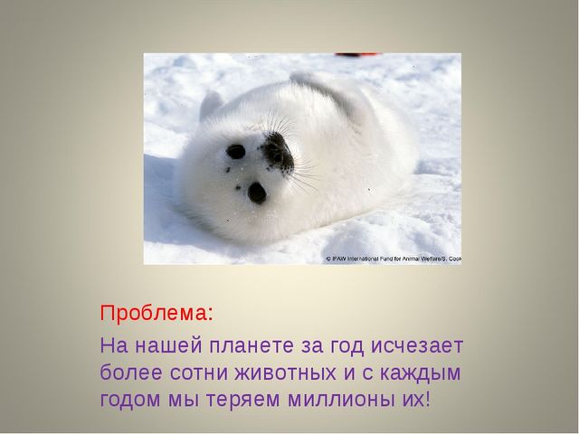 Презентация на тему " Защита животных"
