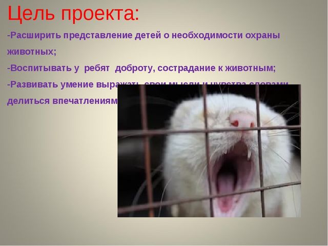 Презентация на тему " Защита животных"