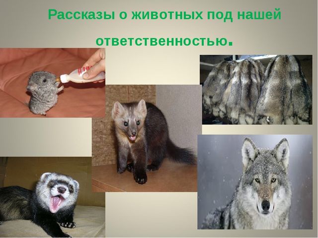 Презентация на тему " Защита животных"