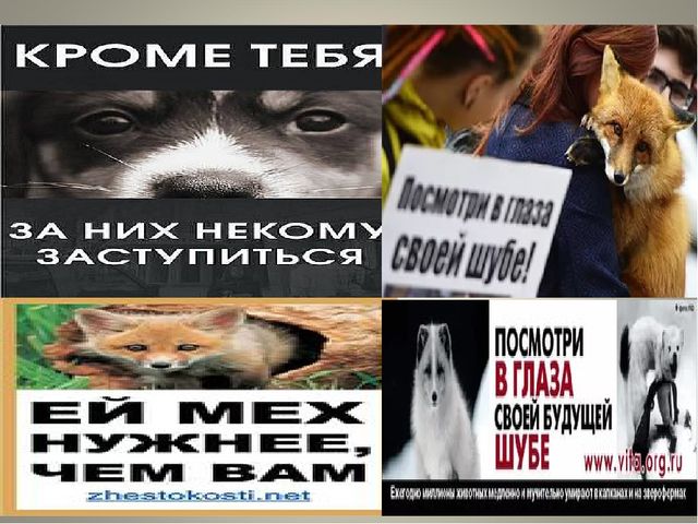 Презентация на тему " Защита животных"
