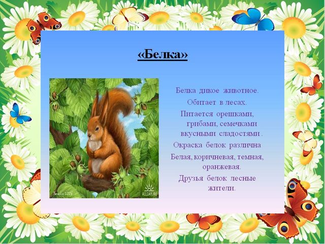 Презентация на темы " Белка-лесное животное"