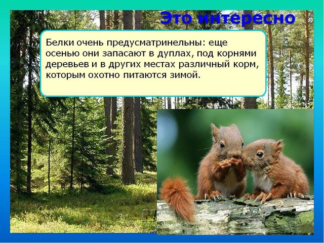 Презентация на темы " Белка-лесное животное"
