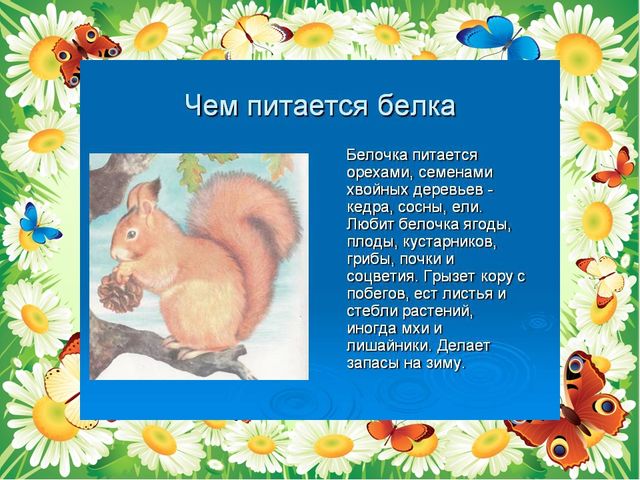 Презентация на темы " Белка-лесное животное"