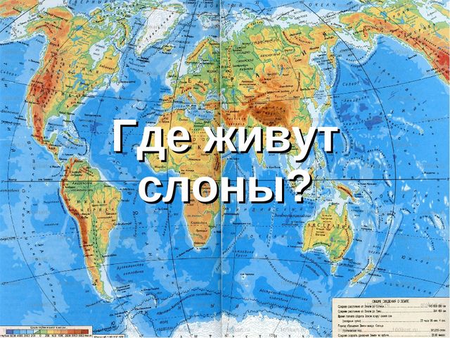 Презентация на тему " Слоны"