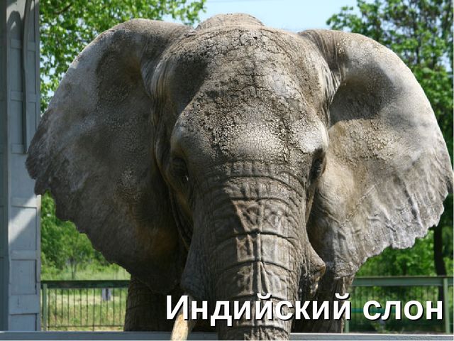Презентация на тему " Слоны"