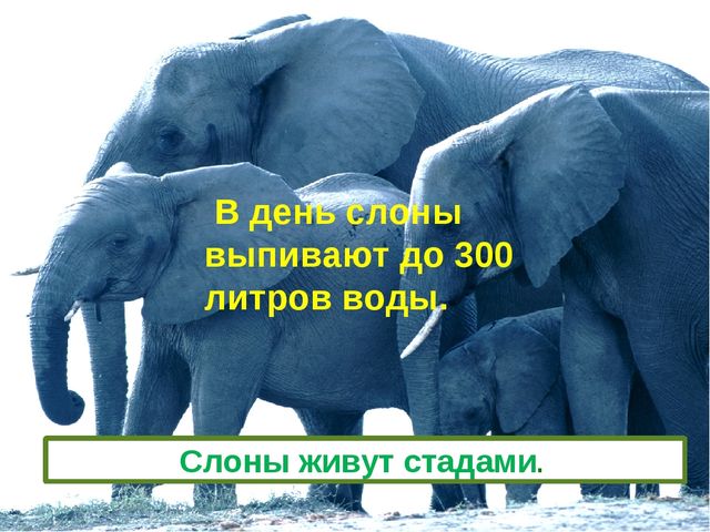 Презентация на тему " Слоны"