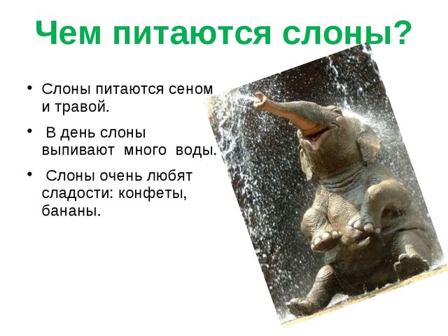 Презентация на тему " Слоны"