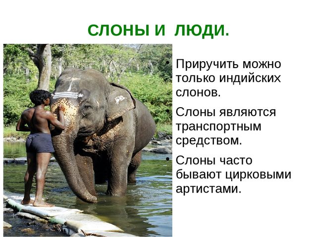 Презентация на тему " Слоны"