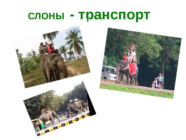 Презентация на тему " Слоны"