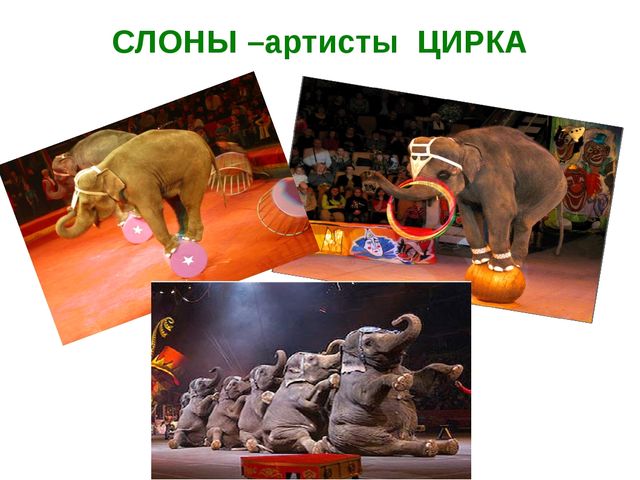 Презентация на тему " Слоны"