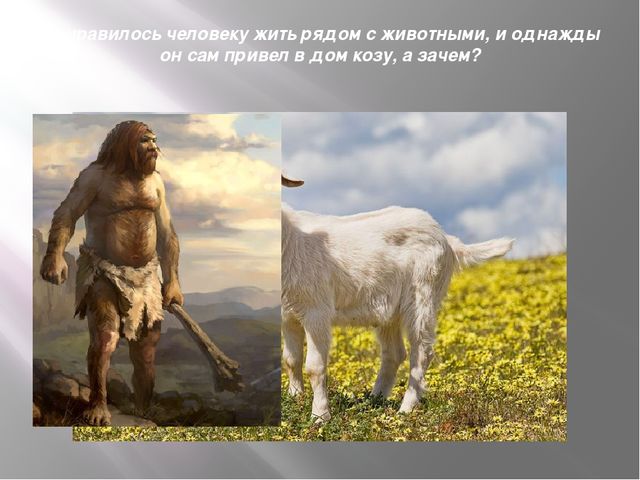 Презентация к организованной образовательной деятельности с детьми подготовительной группы по теме "Домашние животные"
