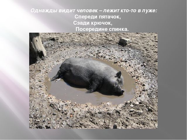 Презентация к организованной образовательной деятельности с детьми подготовительной группы по теме "Домашние животные"