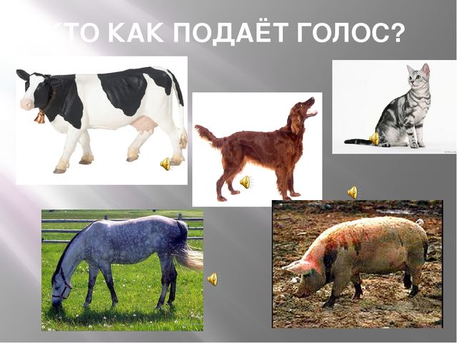 Презентация к организованной образовательной деятельности с детьми подготовительной группы по теме "Домашние животные"