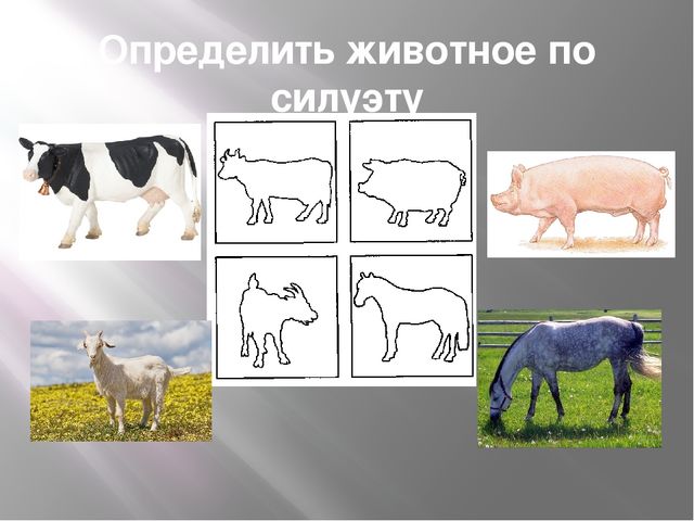Презентация к организованной образовательной деятельности с детьми подготовительной группы по теме "Домашние животные"