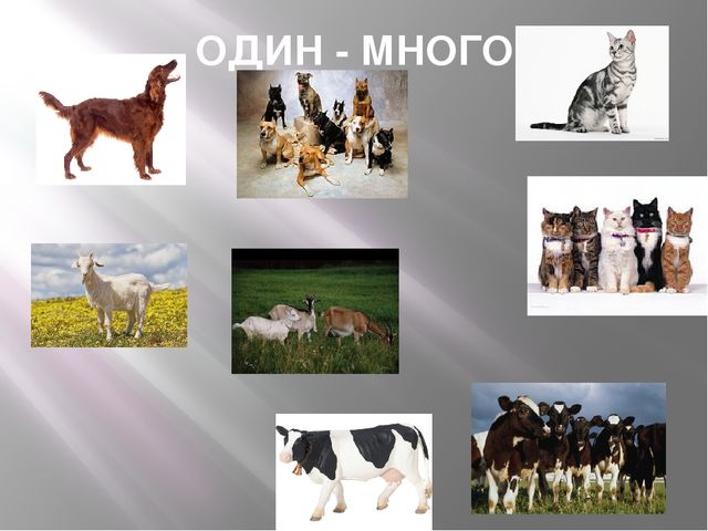 Презентация к организованной образовательной деятельности с детьми подготовительной группы по теме "Домашние животные"