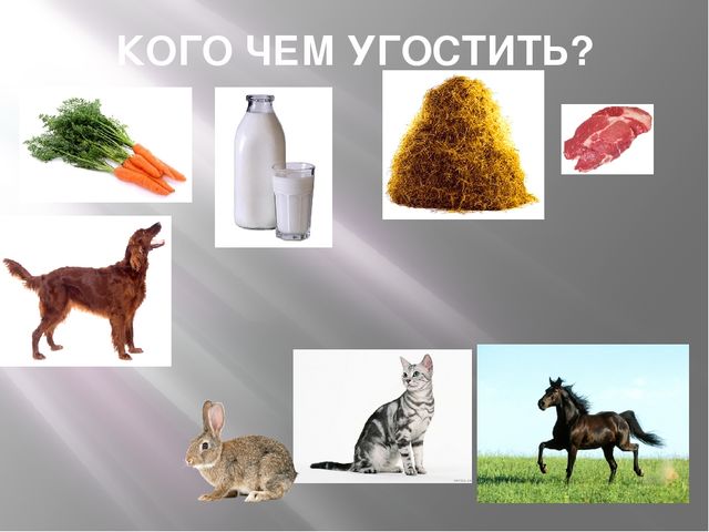 Презентация к организованной образовательной деятельности с детьми подготовительной группы по теме "Домашние животные"