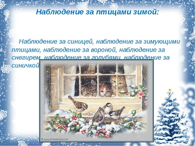 Презентация экологический проект "Зимующие птицы"