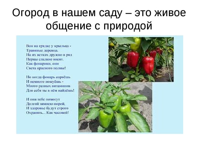 Презентация по экологическому воспитанию " наш весёлый огород"