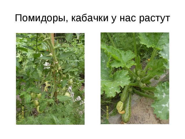 Презентация по экологическому воспитанию " наш весёлый огород"