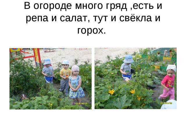 Презентация по экологическому воспитанию " наш весёлый огород"