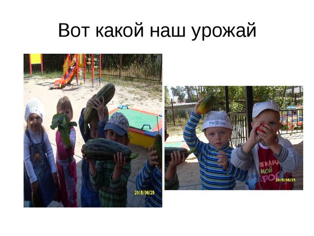 Презентация по экологическому воспитанию " наш весёлый огород"