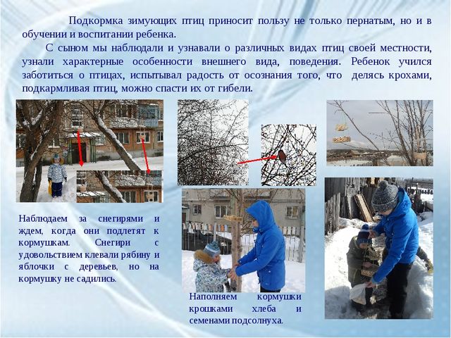 Каждой пичужке - наша кормушка