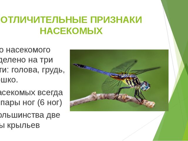Презентация по теме "Насекомые"