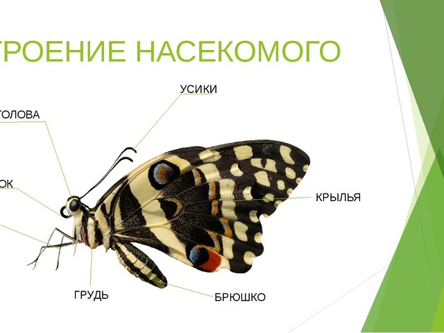 Презентация по теме "Насекомые"