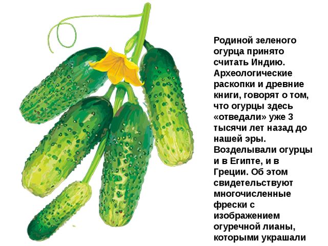 Мультимедийное пособие доя детей старшего дошкольного возраста. Тема: "Сад и огород"