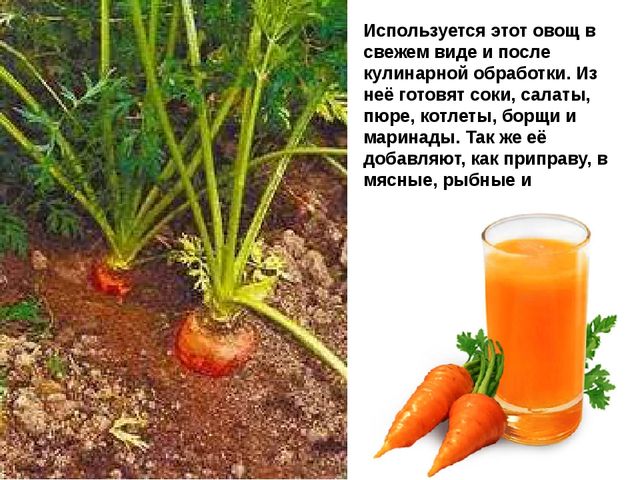 Мультимедийное пособие доя детей старшего дошкольного возраста. Тема: "Сад и огород"