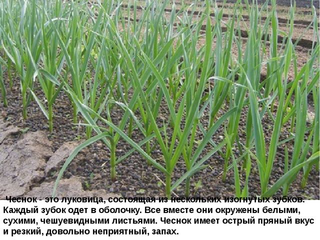 Мультимедийное пособие доя детей старшего дошкольного возраста. Тема: "Сад и огород"
