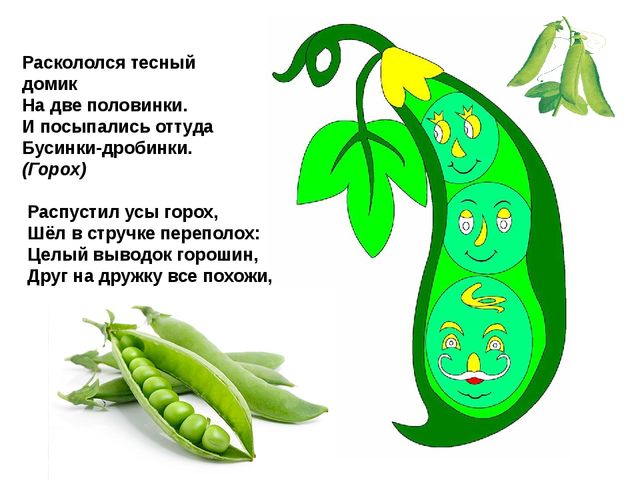 Мультимедийное пособие доя детей старшего дошкольного возраста. Тема: "Сад и огород"