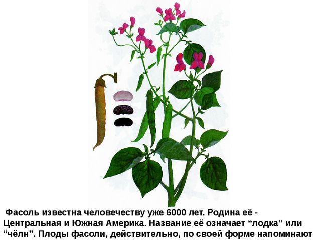 Мультимедийное пособие доя детей старшего дошкольного возраста. Тема: "Сад и огород"