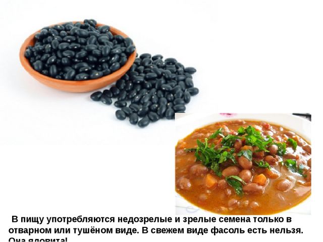 Мультимедийное пособие доя детей старшего дошкольного возраста. Тема: "Сад и огород"