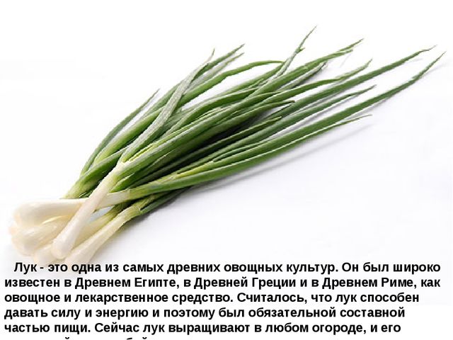 Мультимедийное пособие доя детей старшего дошкольного возраста. Тема: "Сад и огород"