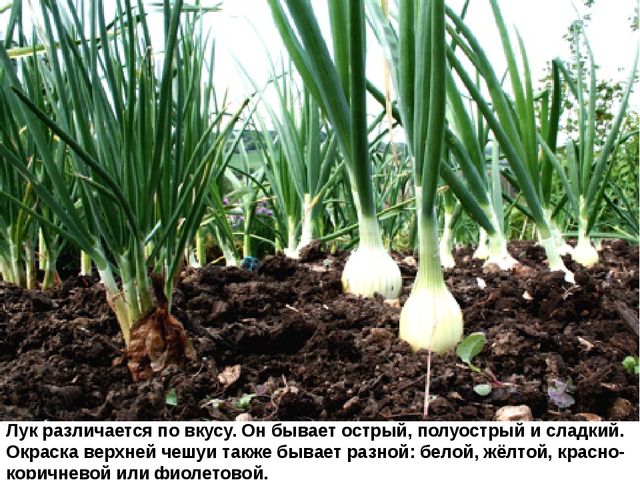 Мультимедийное пособие доя детей старшего дошкольного возраста. Тема: "Сад и огород"