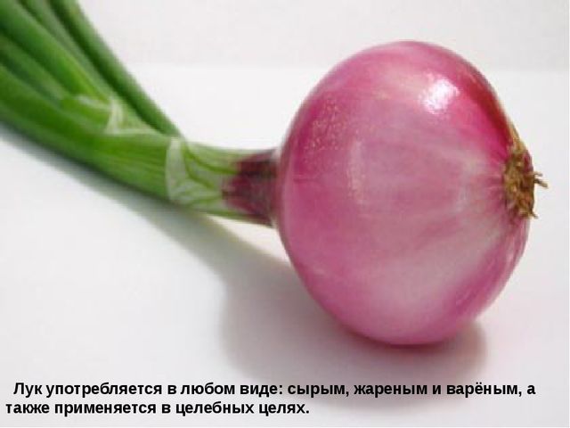 Мультимедийное пособие доя детей старшего дошкольного возраста. Тема: "Сад и огород"