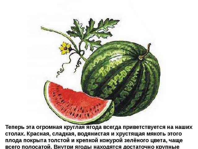 Мультимедийное пособие доя детей старшего дошкольного возраста. Тема: "Сад и огород"