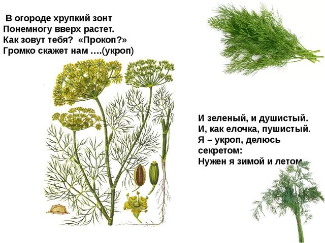 Мультимедийное пособие доя детей старшего дошкольного возраста. Тема: "Сад и огород"