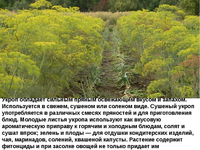 Мультимедийное пособие доя детей старшего дошкольного возраста. Тема: "Сад и огород"