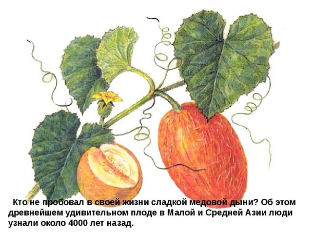 Мультимедийное пособие доя детей старшего дошкольного возраста. Тема: "Сад и огород"