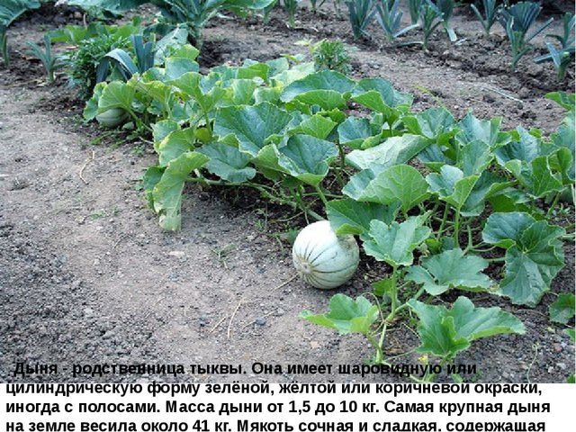 Мультимедийное пособие доя детей старшего дошкольного возраста. Тема: "Сад и огород"
