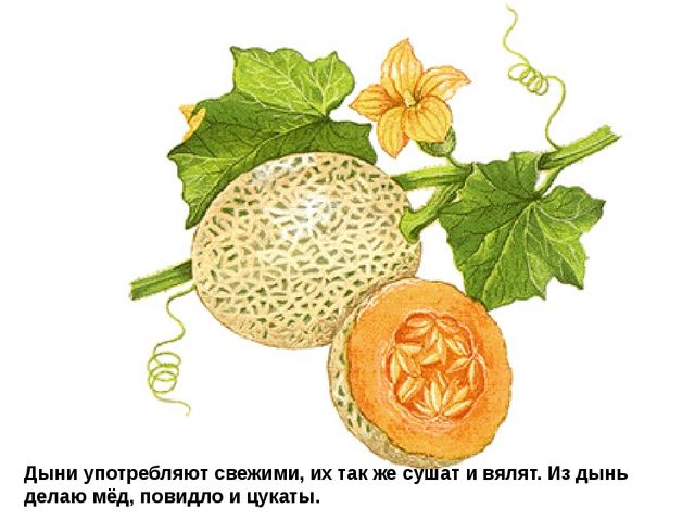 Мультимедийное пособие доя детей старшего дошкольного возраста. Тема: "Сад и огород"