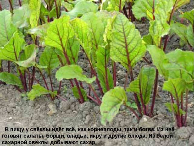 Мультимедийное пособие доя детей старшего дошкольного возраста. Тема: "Сад и огород"