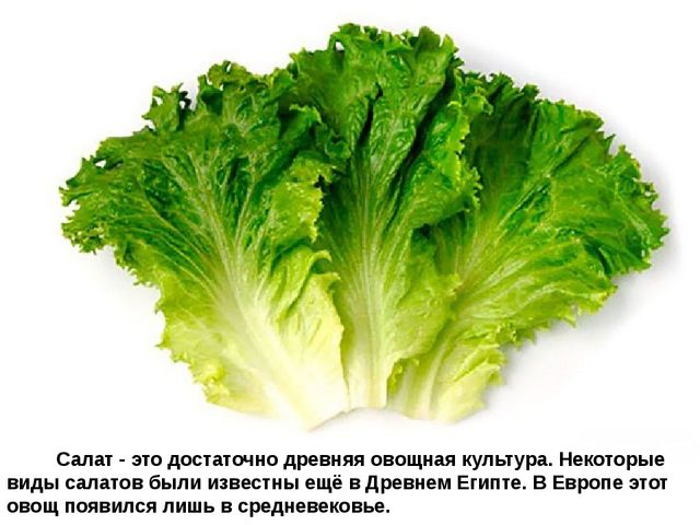 Мультимедийное пособие доя детей старшего дошкольного возраста. Тема: "Сад и огород"