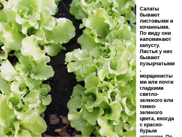 Мультимедийное пособие доя детей старшего дошкольного возраста. Тема: "Сад и огород"