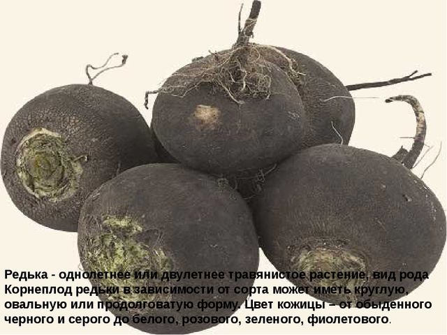 Мультимедийное пособие доя детей старшего дошкольного возраста. Тема: "Сад и огород"