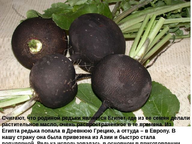Мультимедийное пособие доя детей старшего дошкольного возраста. Тема: "Сад и огород"